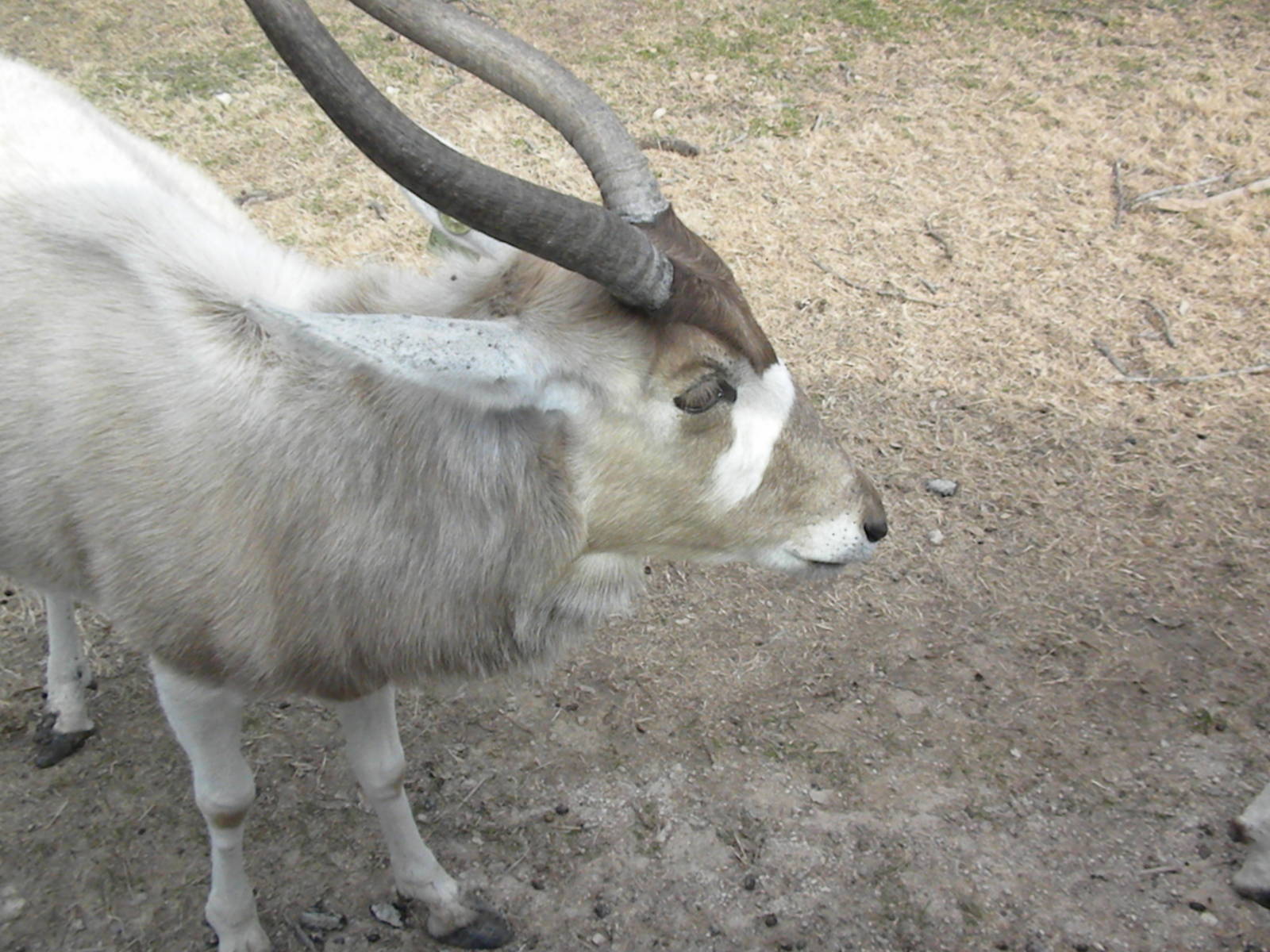 Addax