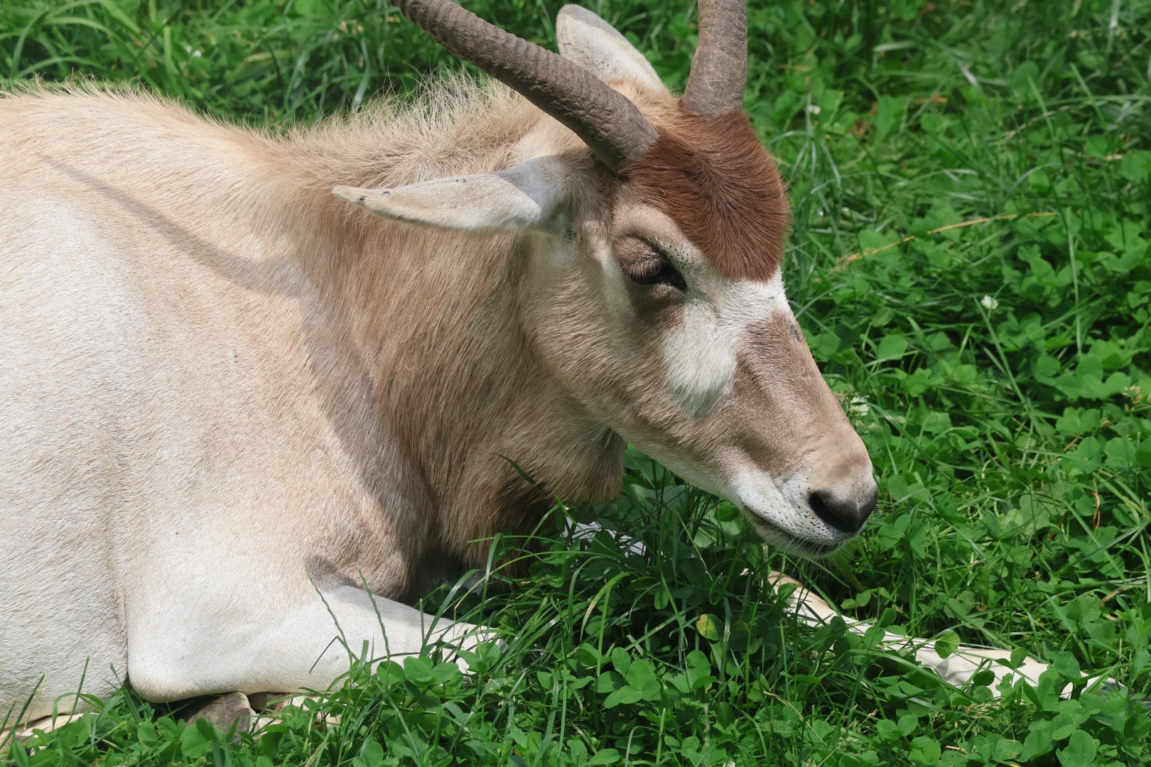 Addax