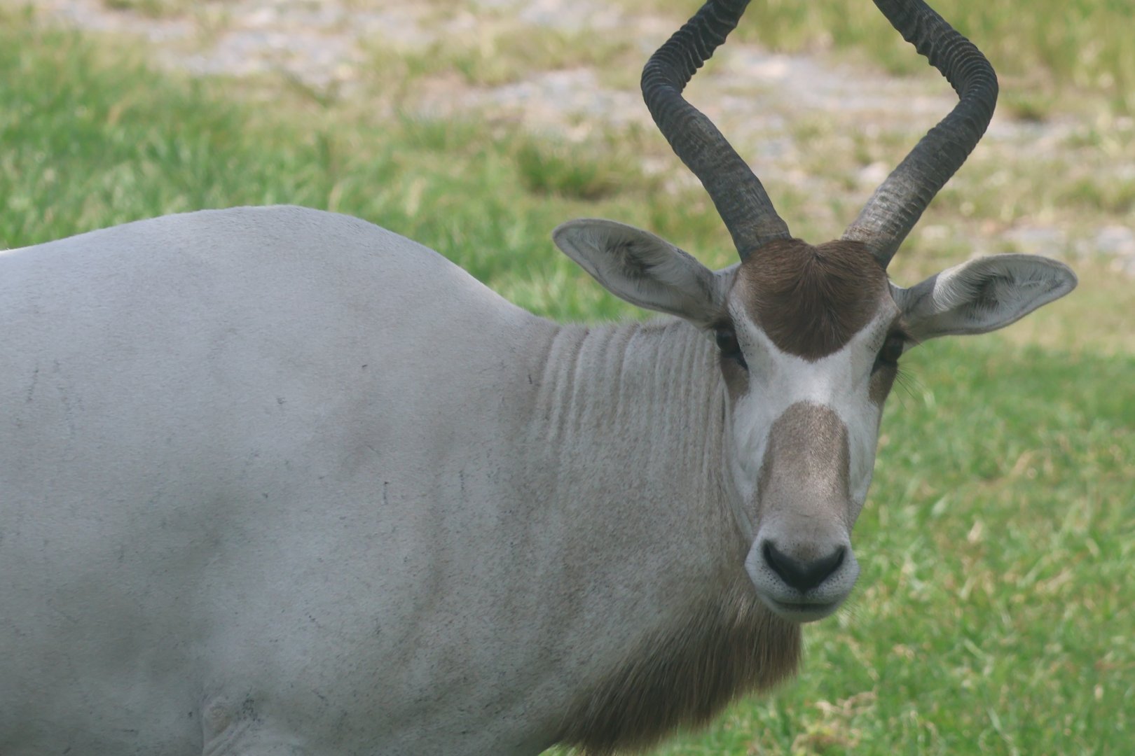 Addax