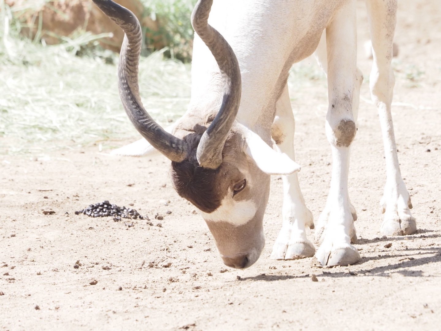Addax