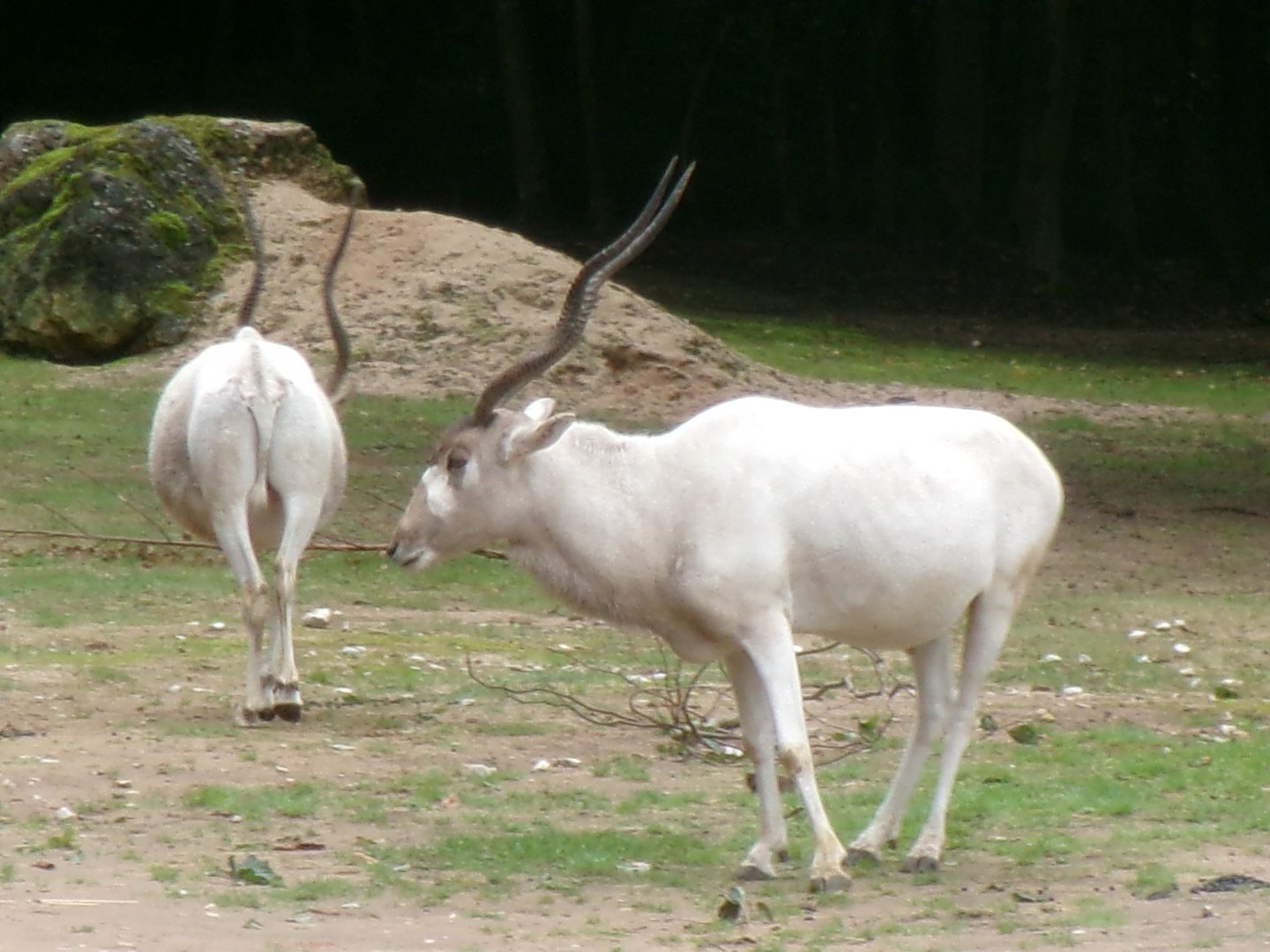 Addax