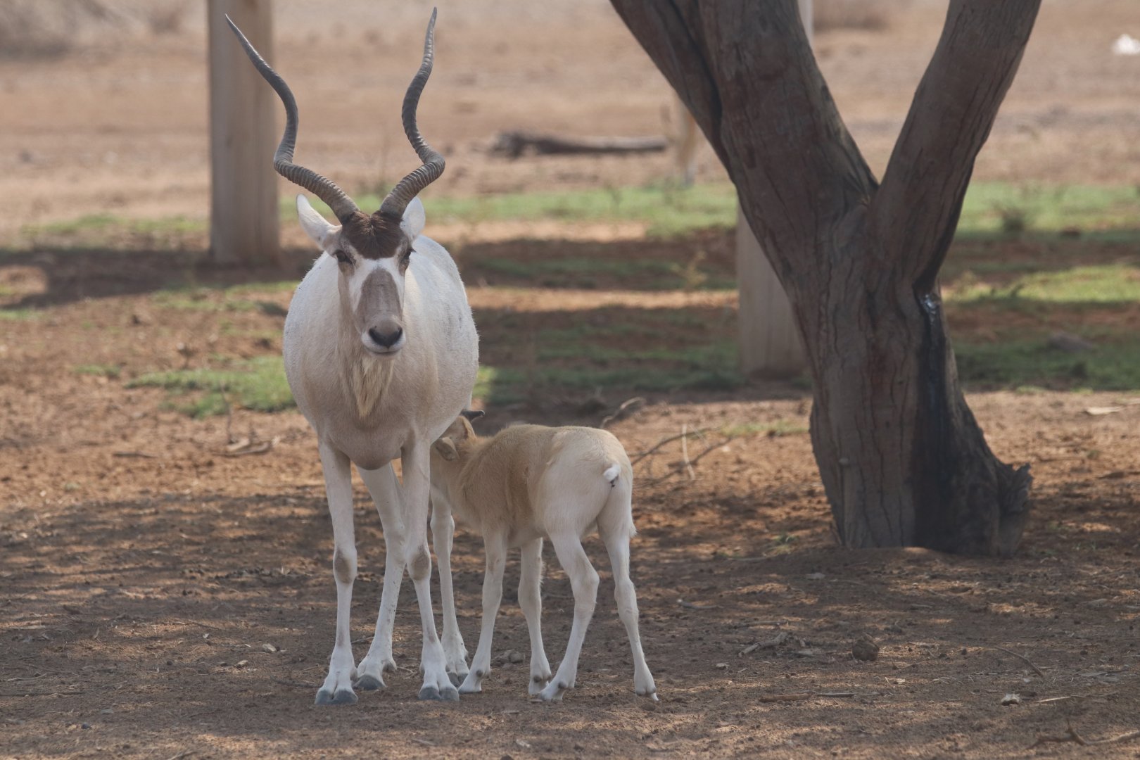 Addax