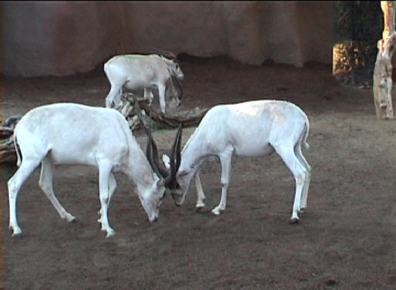 addax