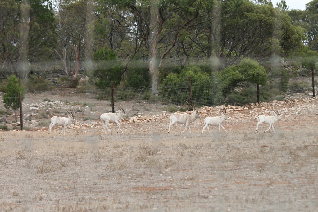 Addax