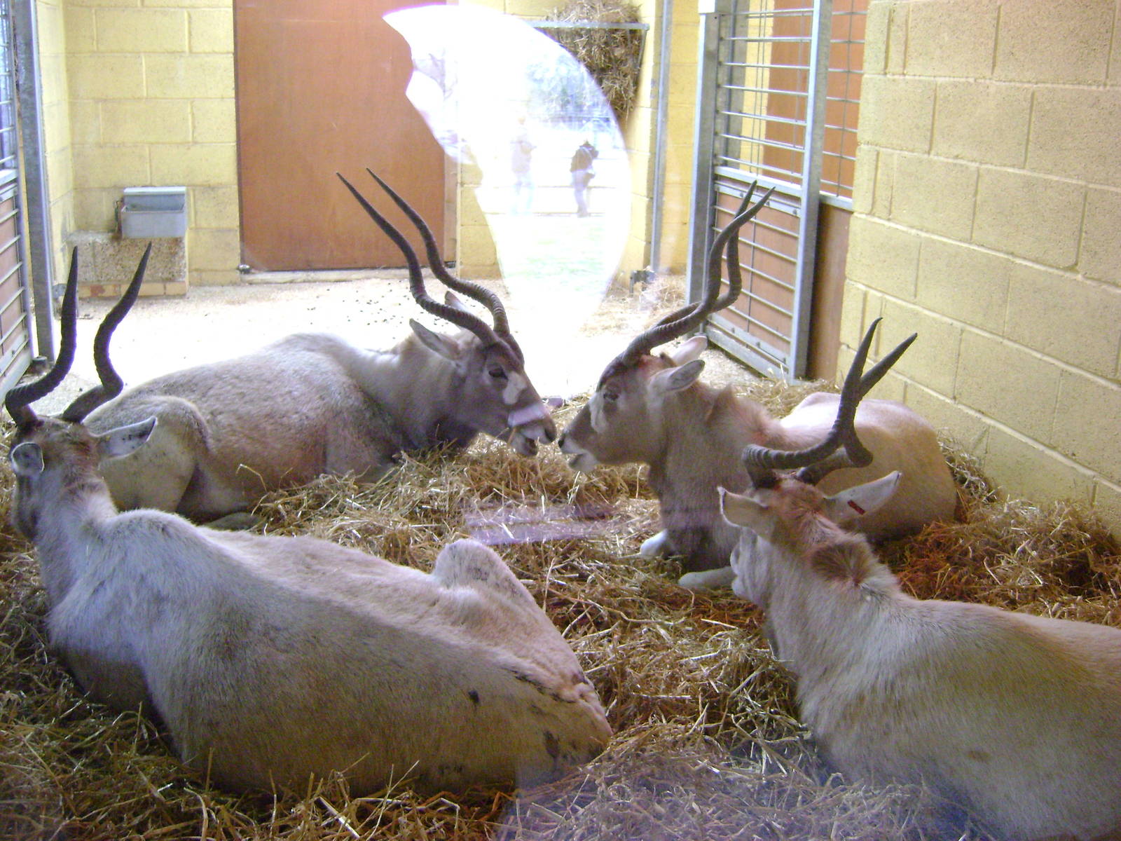 Addax