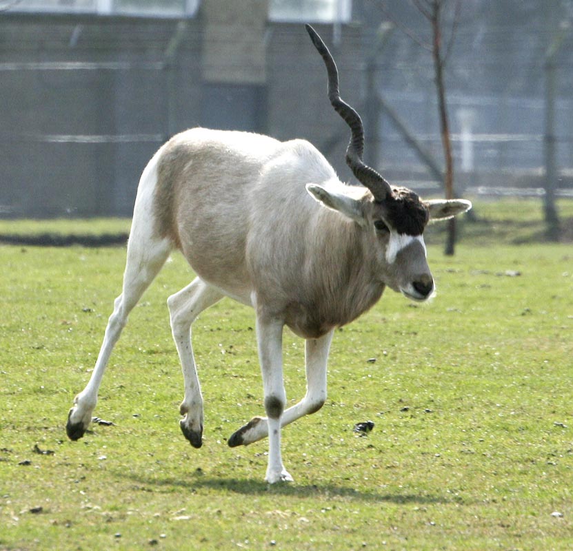 Addax
