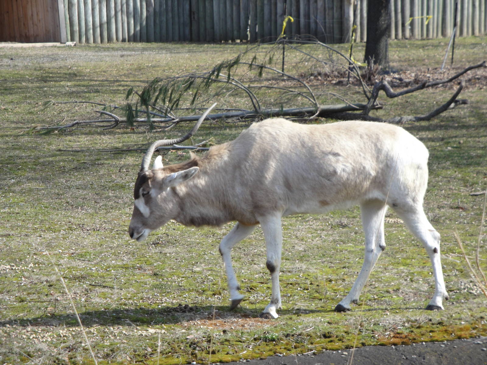 Addax