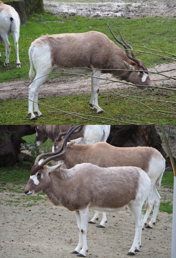Addaxes (Addax nasomaculatus), 2020-01-11