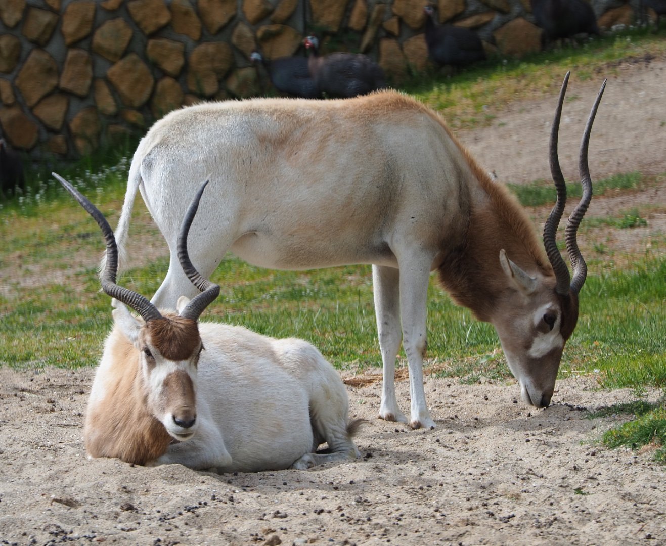 Addaxes (Addax nasomaculatus), 2020-05-23