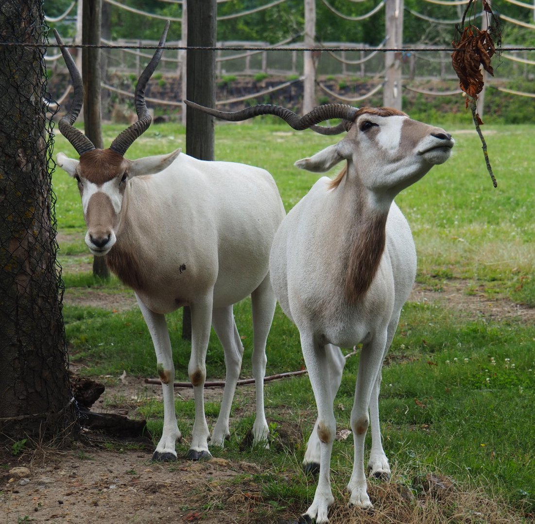 Addaxes (Addax nasomaculatus), 2020-07-14