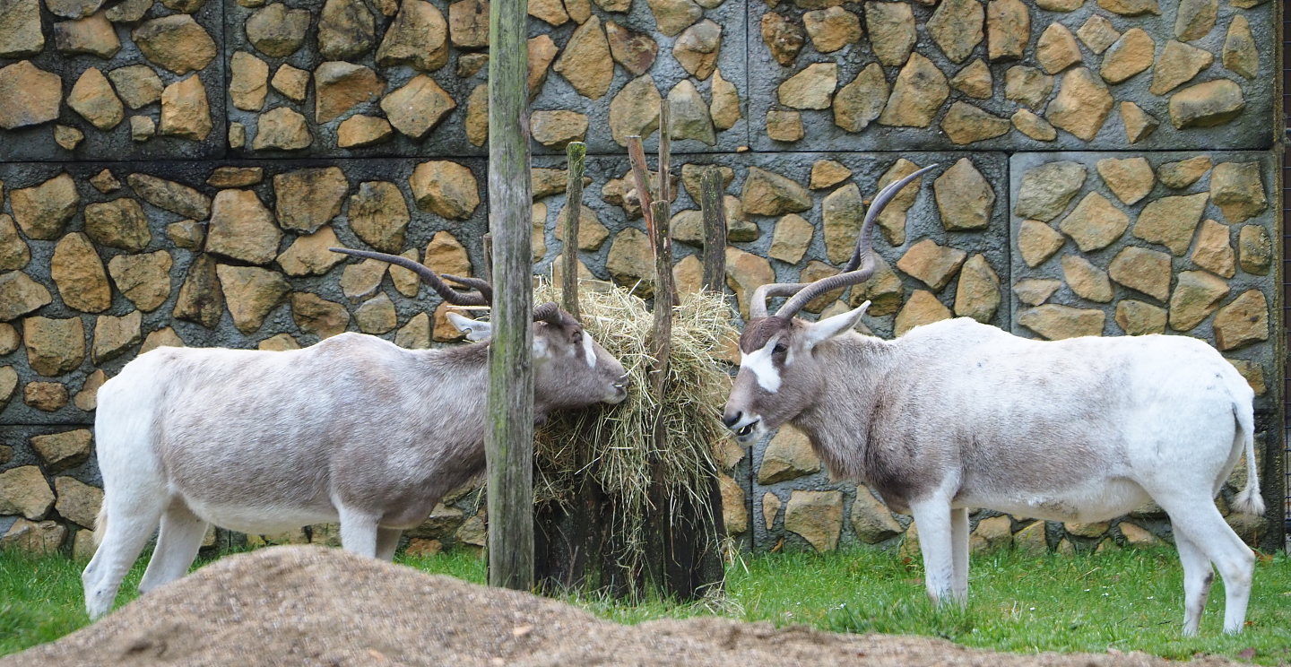 Addaxes (Addax nasomaculatus), 2021-11-06