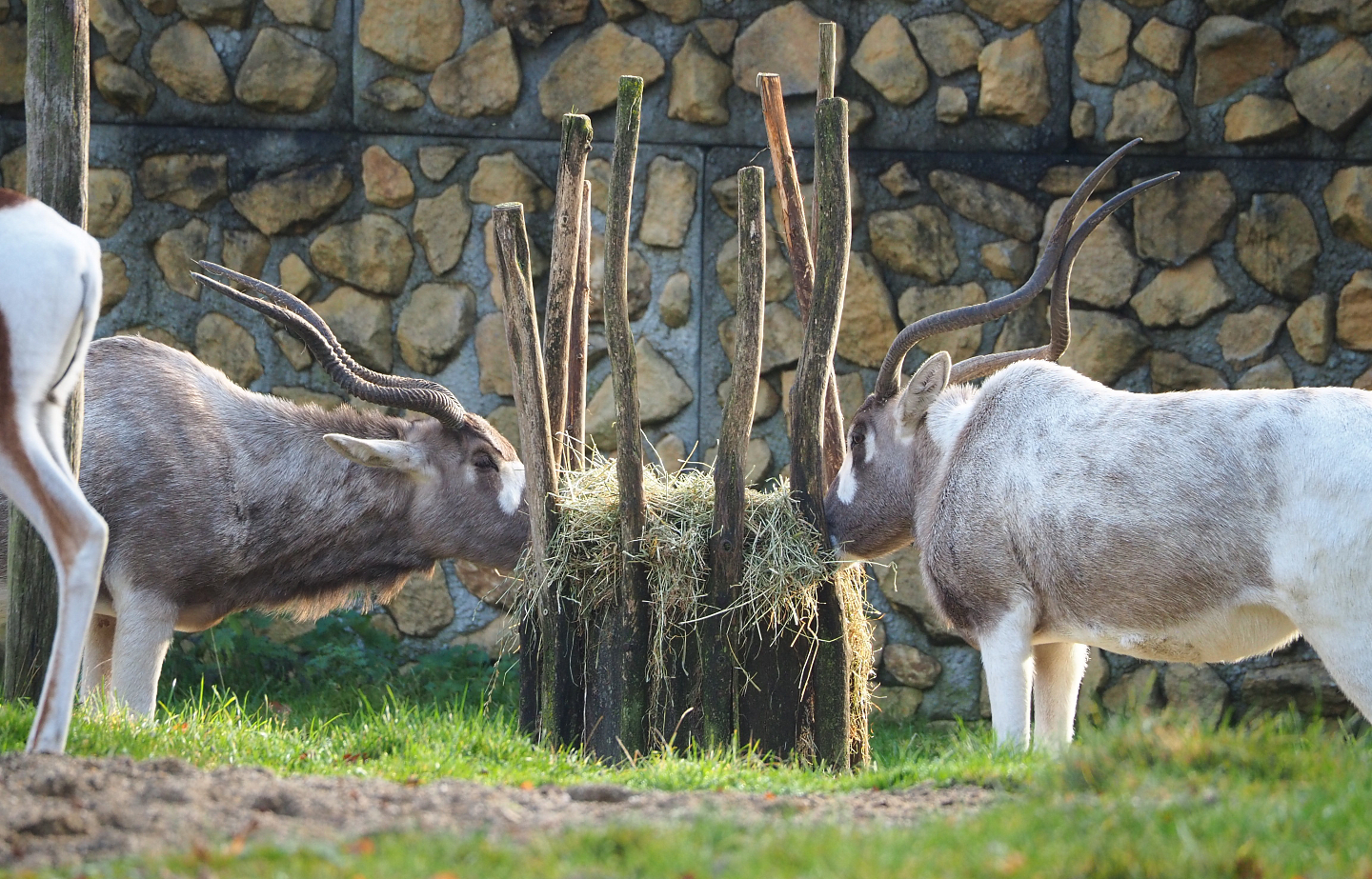 Addaxes (Addax nasomaculatus), 2021-11-23