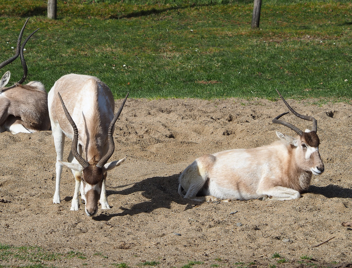 Addaxes (Addax nasomaculatus), 2022-04-12