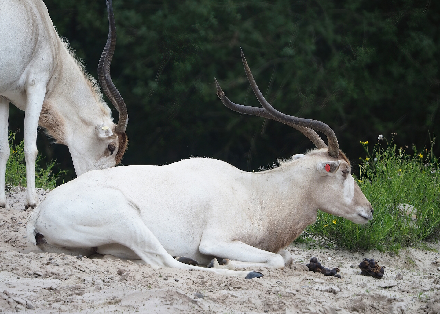 Addaxes (Addax nasomaculatus), 2023-08-15