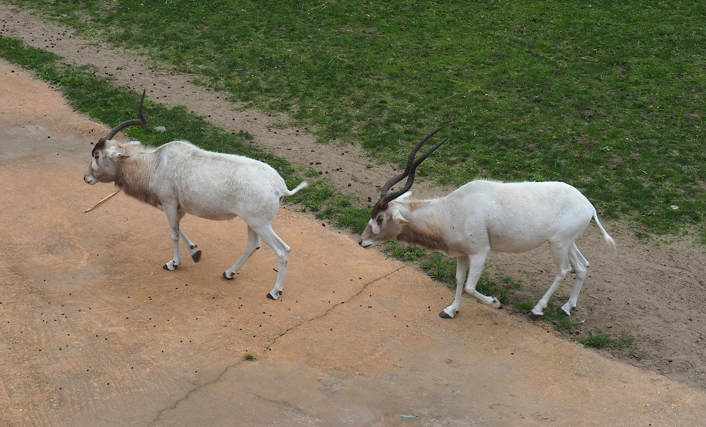 Addaxes (Addax nasomaculatus), 2023-08-17