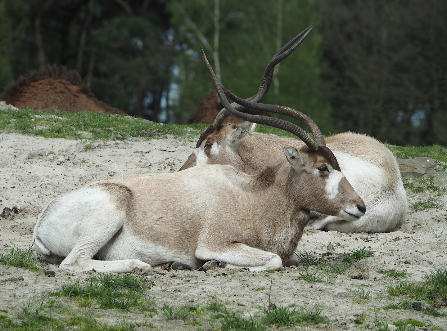 Addaxes (Addax nasomaculatus), 2024-04-06