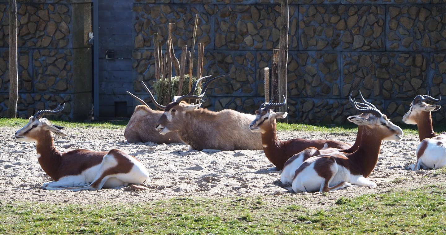 Addaxes (Addax nasomaculatus) and Mhorr gazelles (Nanger dama mhorr), 2021-02-23