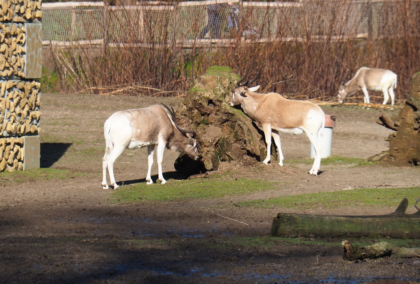 Addaxes (Addax nasomaculatus), Feb 16th, 2019