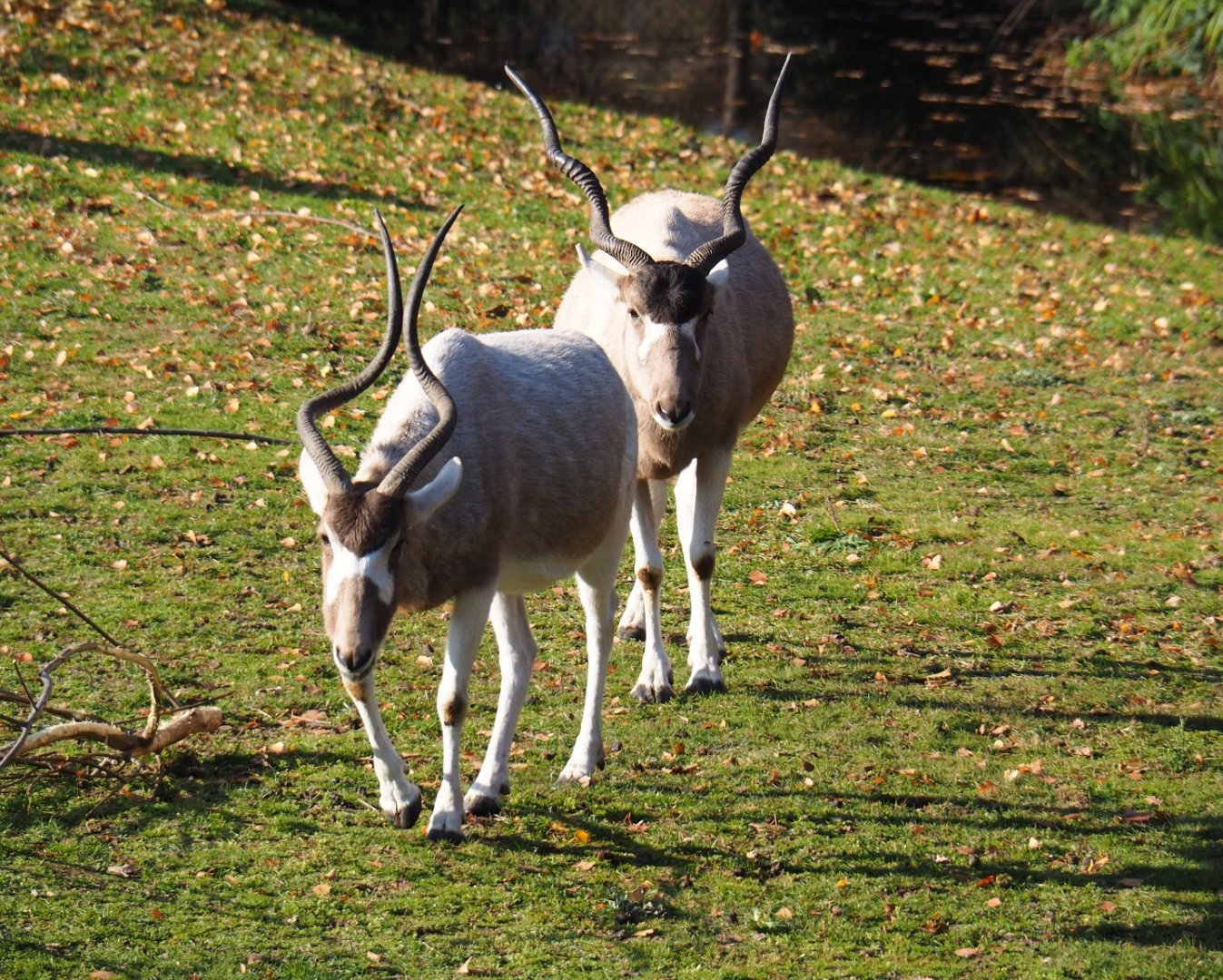Addaxes (Addax nasomaculatus), Nov 18th, 2018