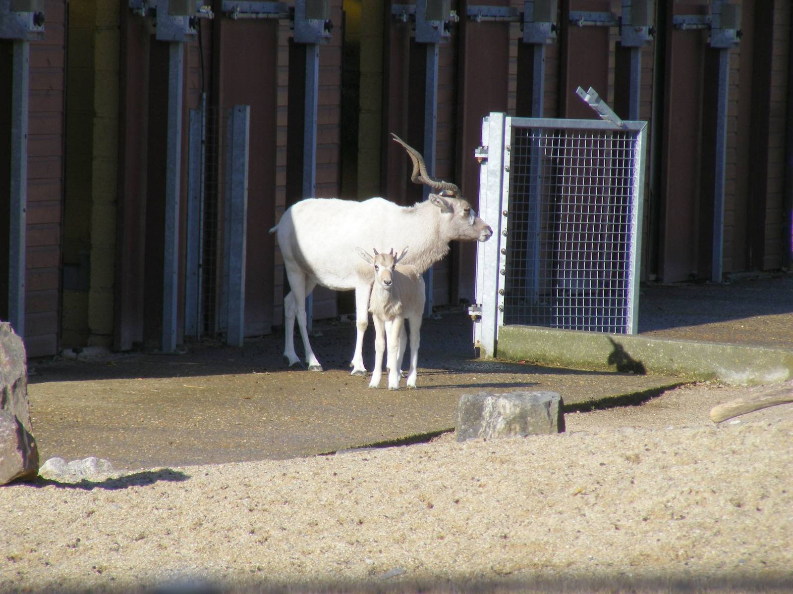 Addaxes at Marwell Wildlife, 30 October 2010