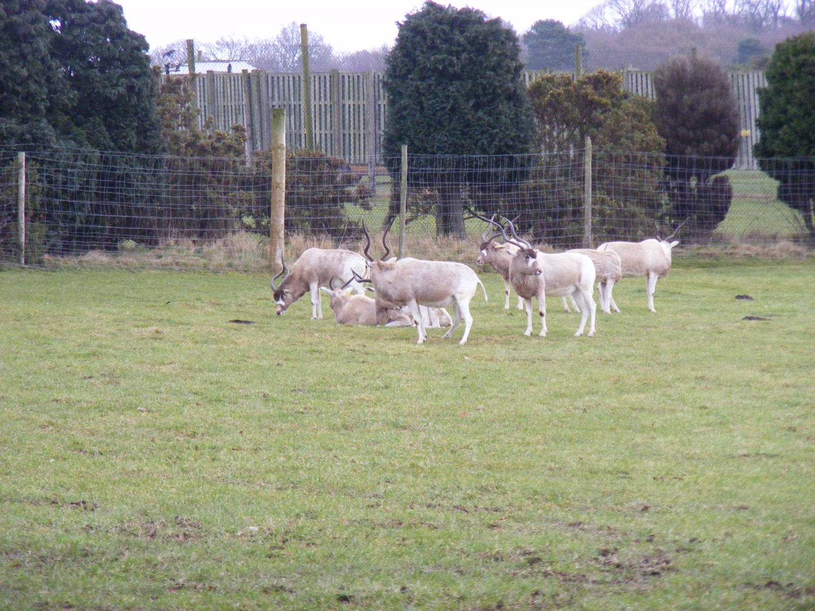 Addaxes at West Midland Safari Park, 13 February 2010