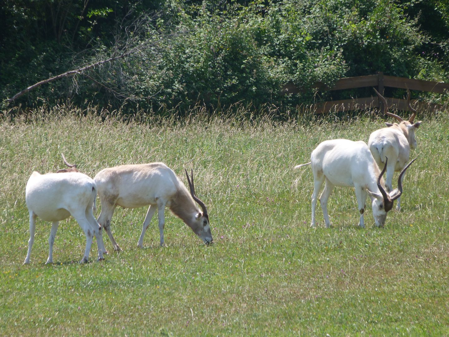 Addaxes -Parque de la Naturaleza de Cabárceno (2025)
