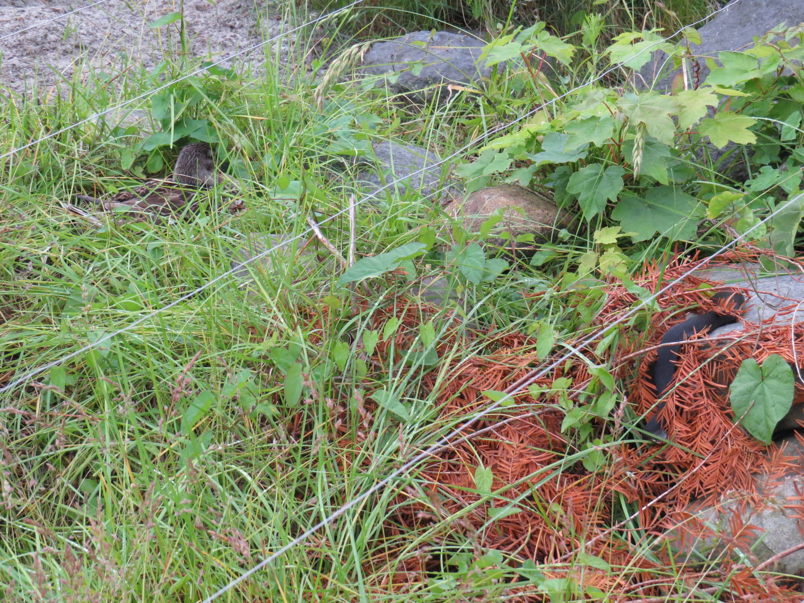 Adder and dinner, June 2015.