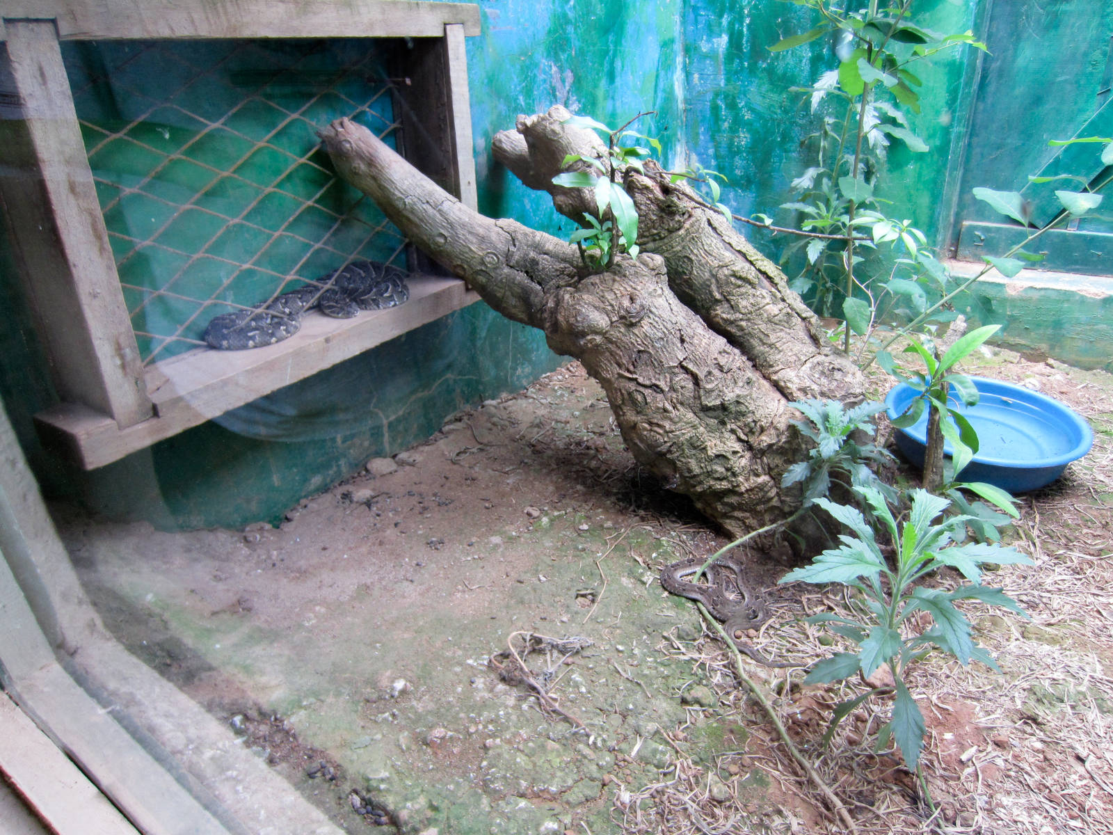 Adder exhibit