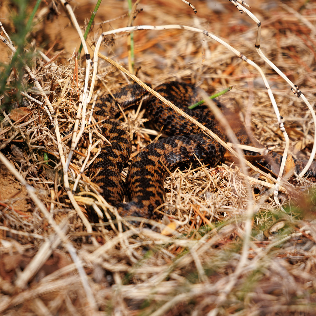 Adder (Northern) / Chester Zoo / 2-9-22