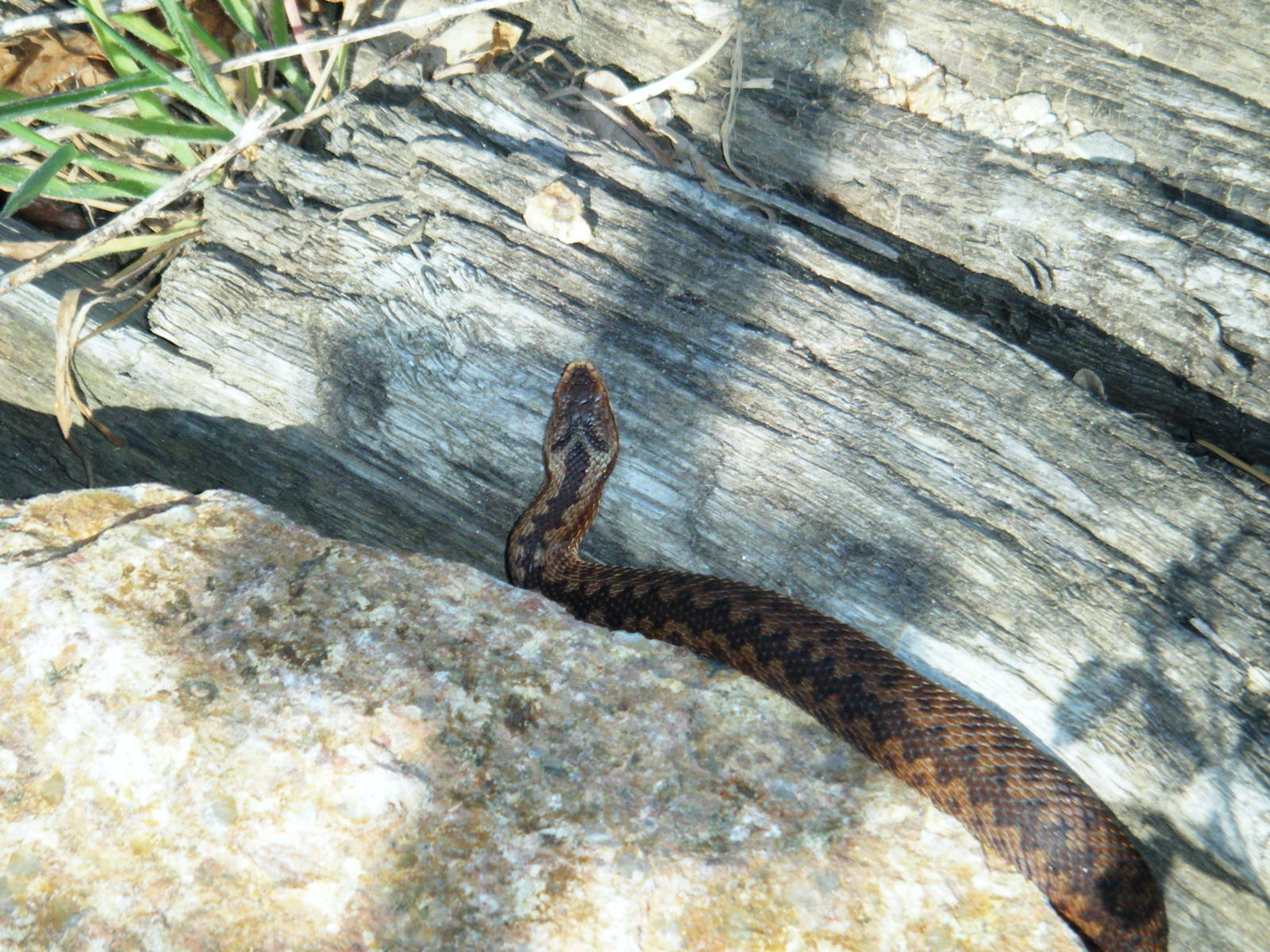 Adder