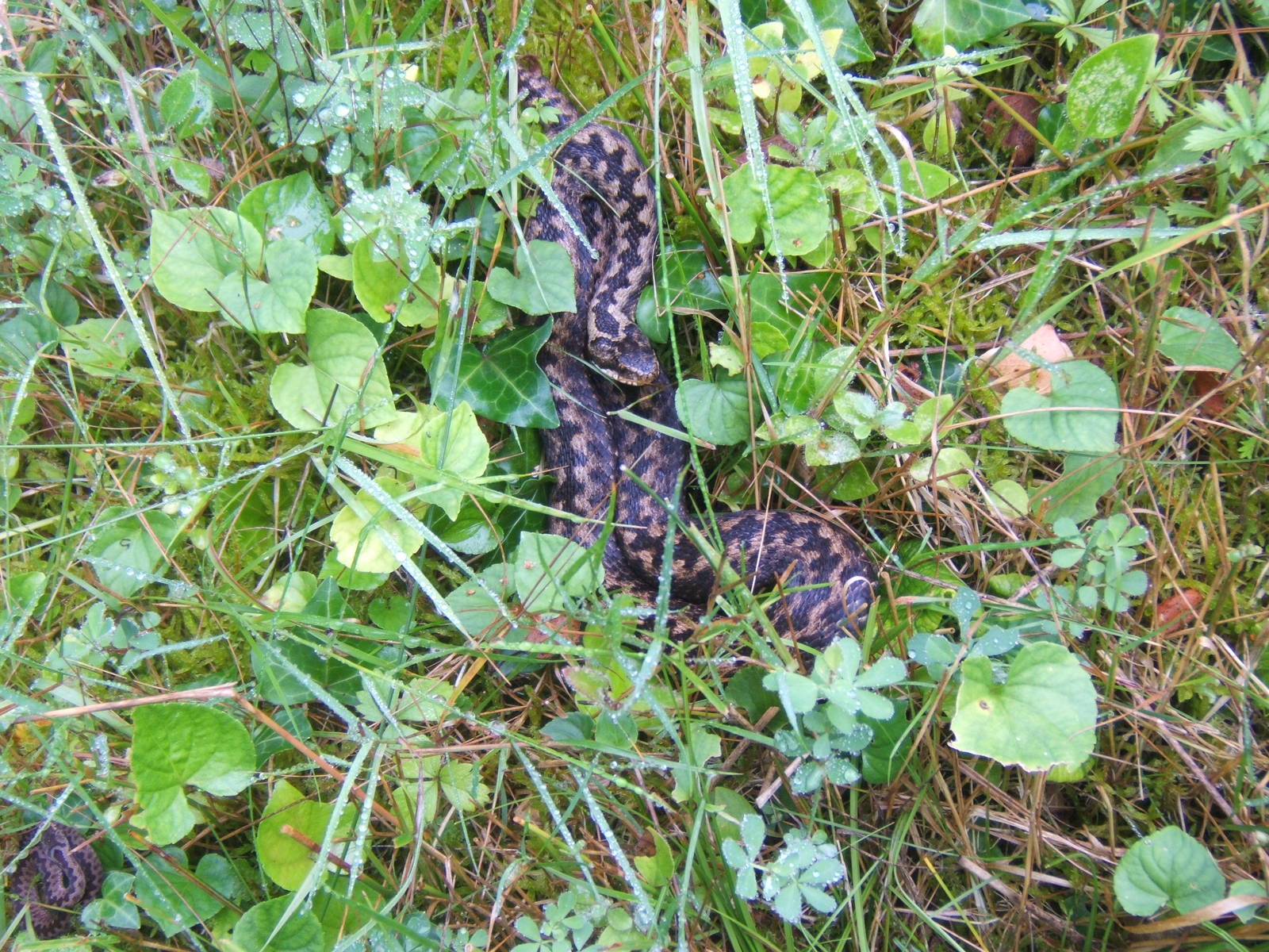 Adder