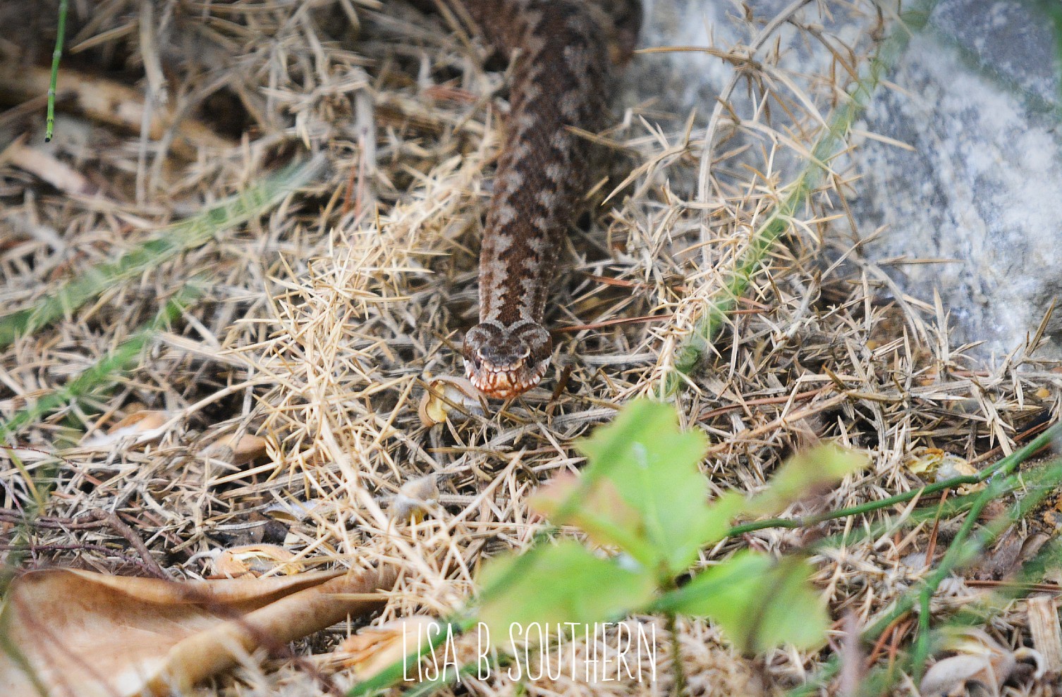 Adder