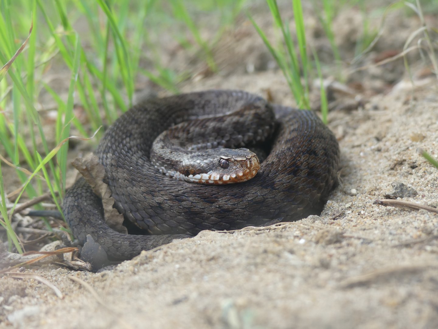 Adder