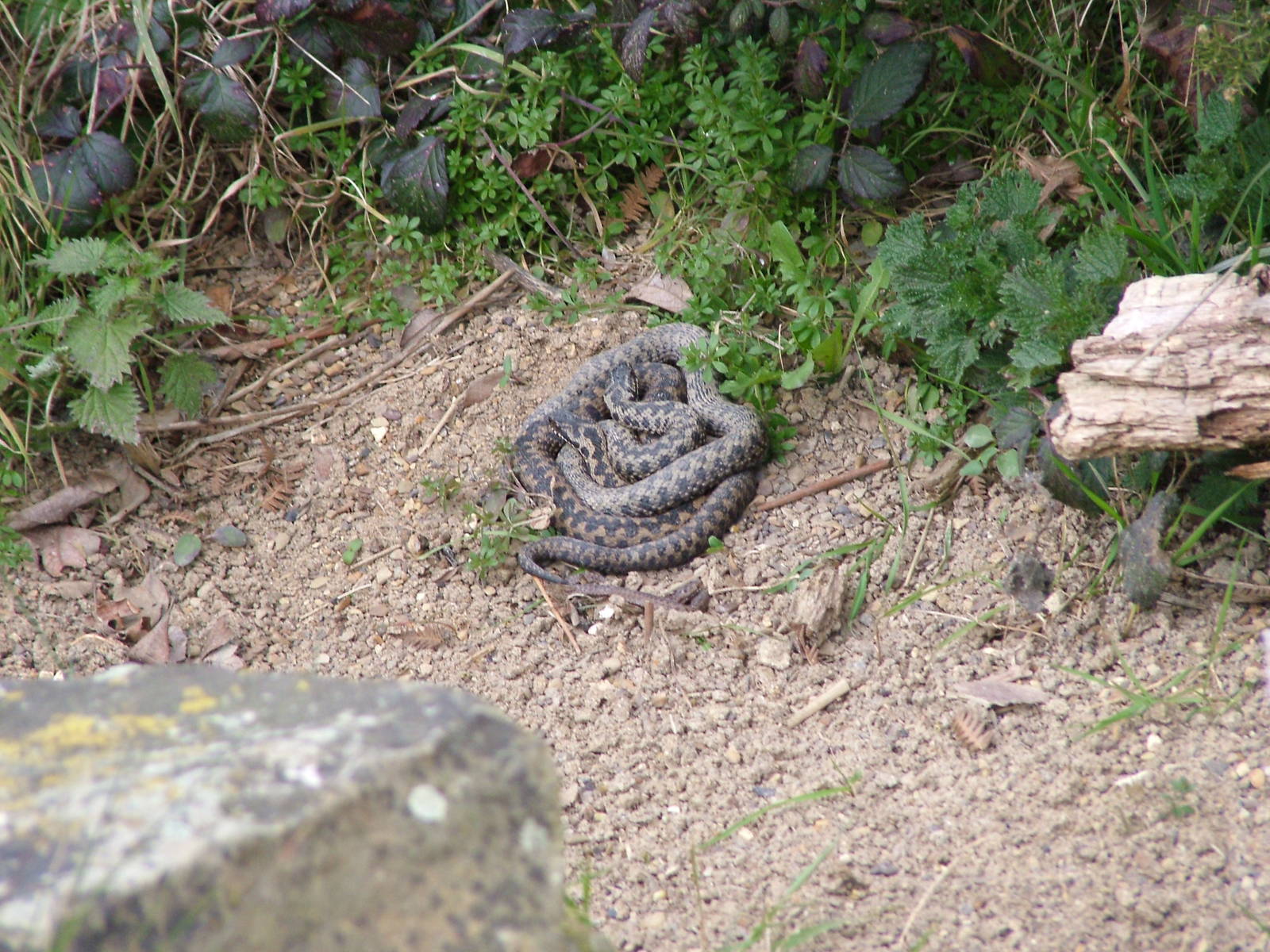 Adders at the British Wildlife Centre 14/03/10
