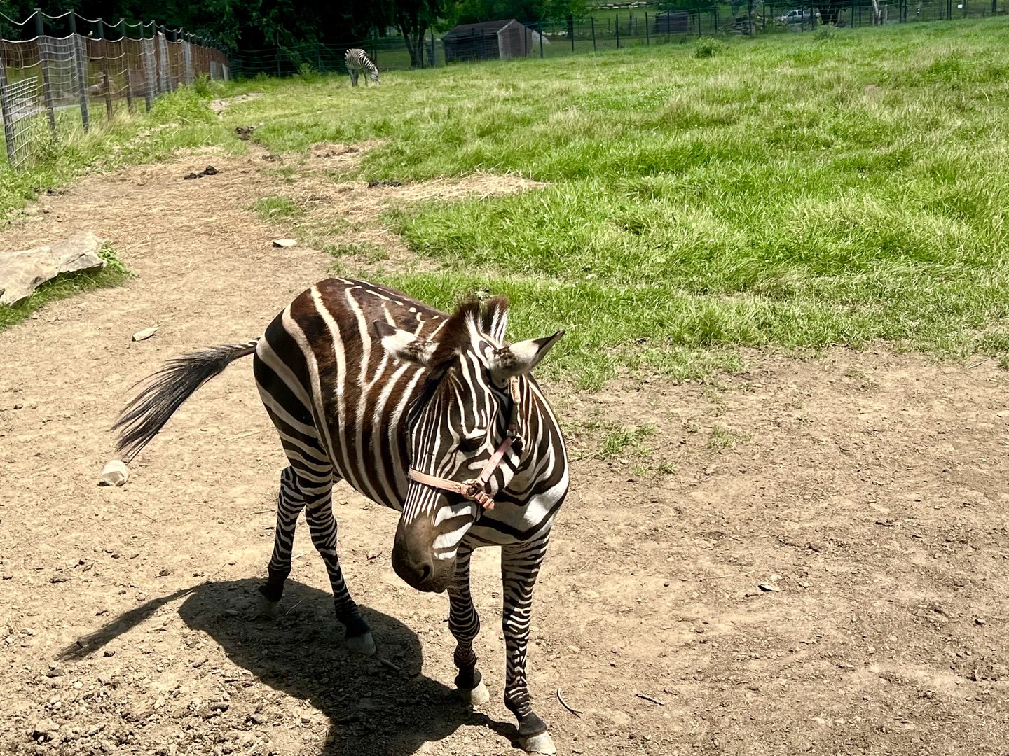 Additional Zebras