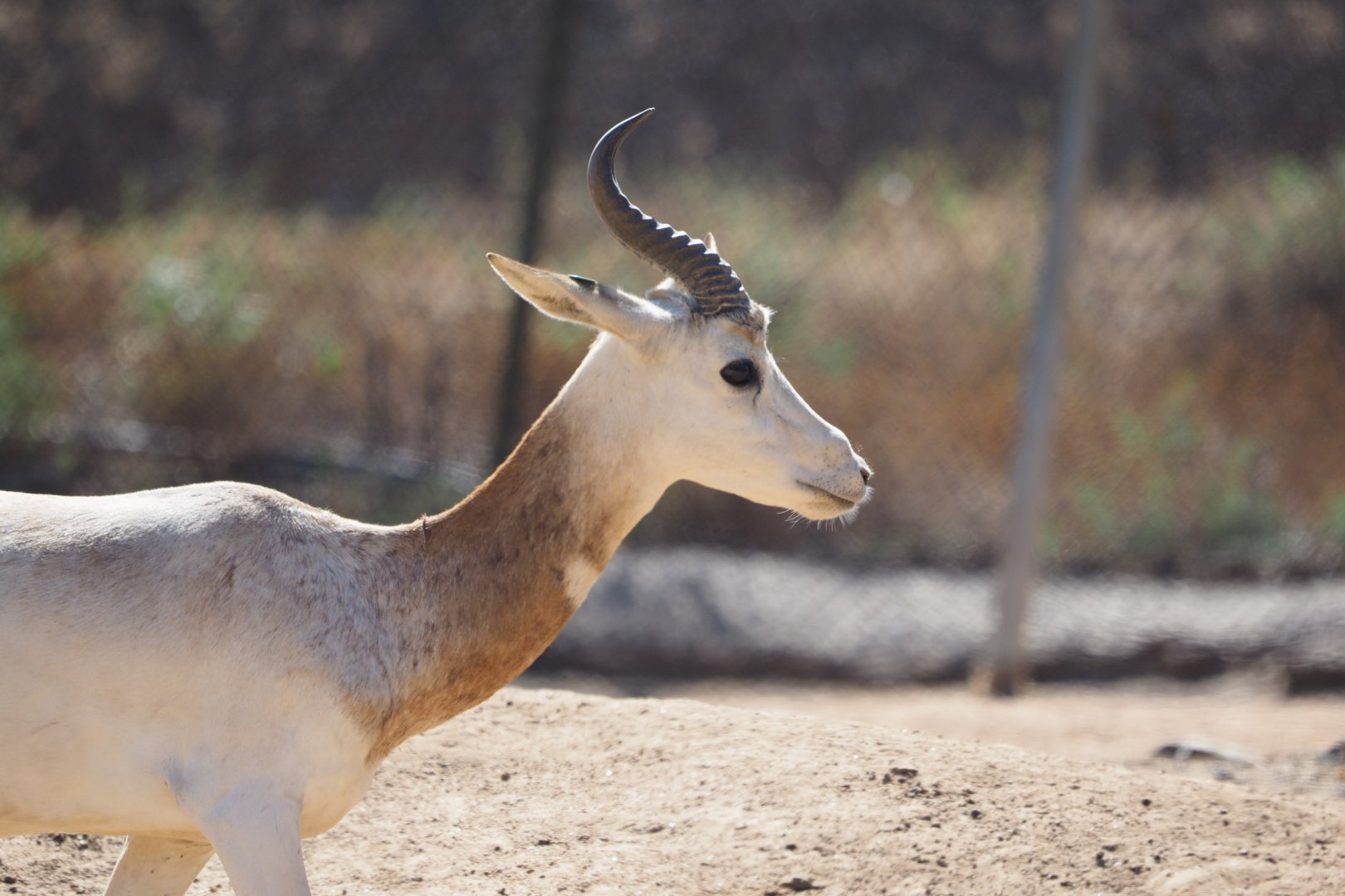 Addra (dama) gazelle