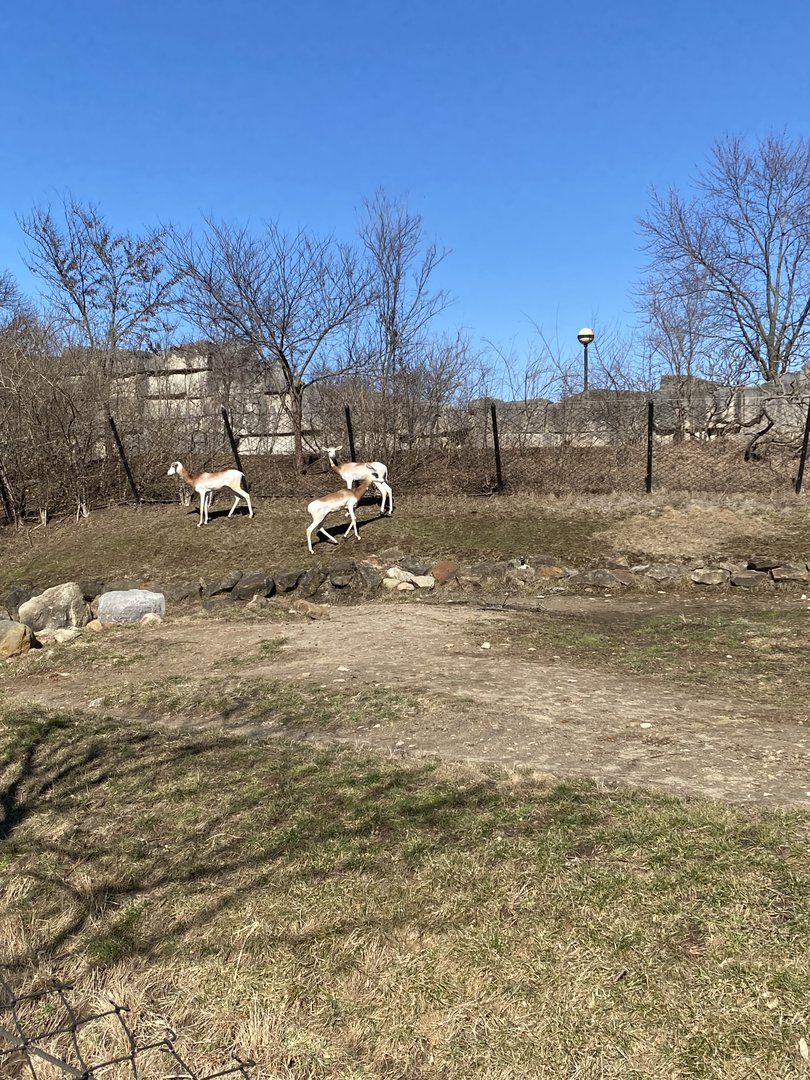 Addra Gazelle - 2/12/2023