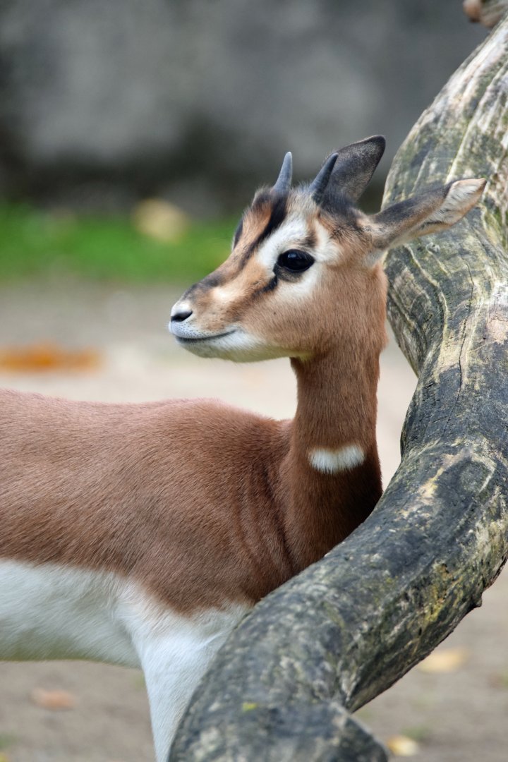 Addra gazelle, 25.10.2019