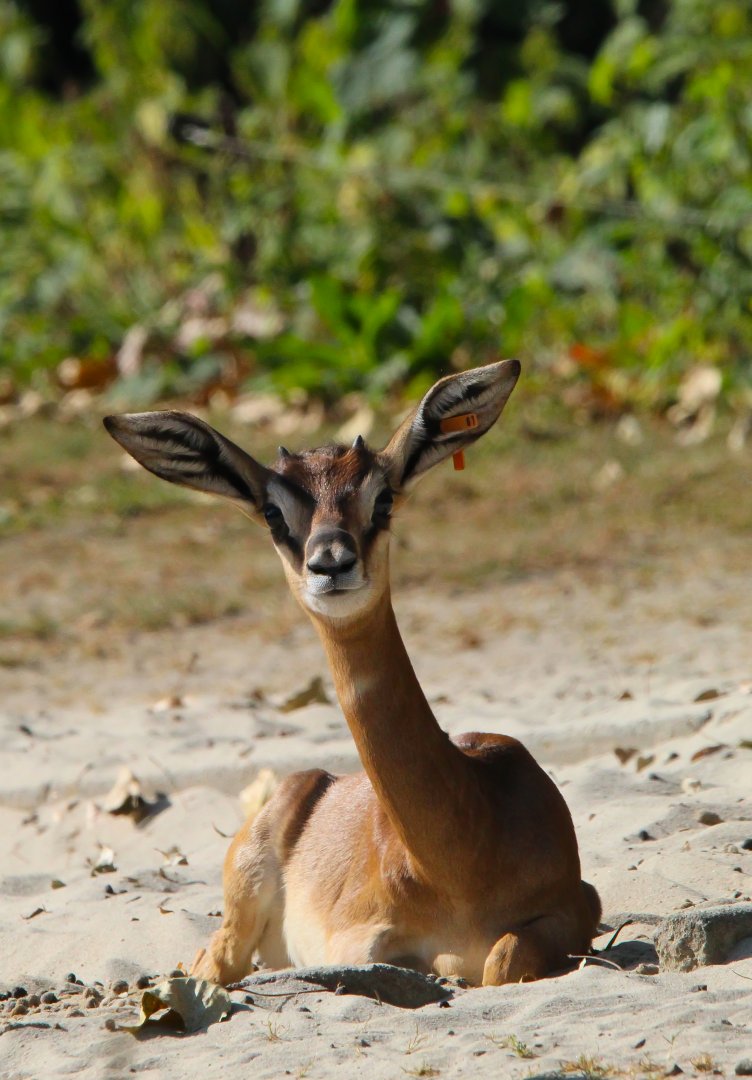 Addra Gazelle- 4th September 2024