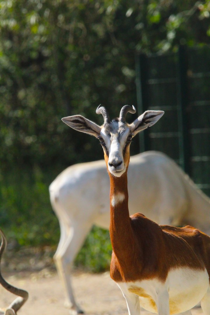 Addra Gazelle adult- 4th September 2024