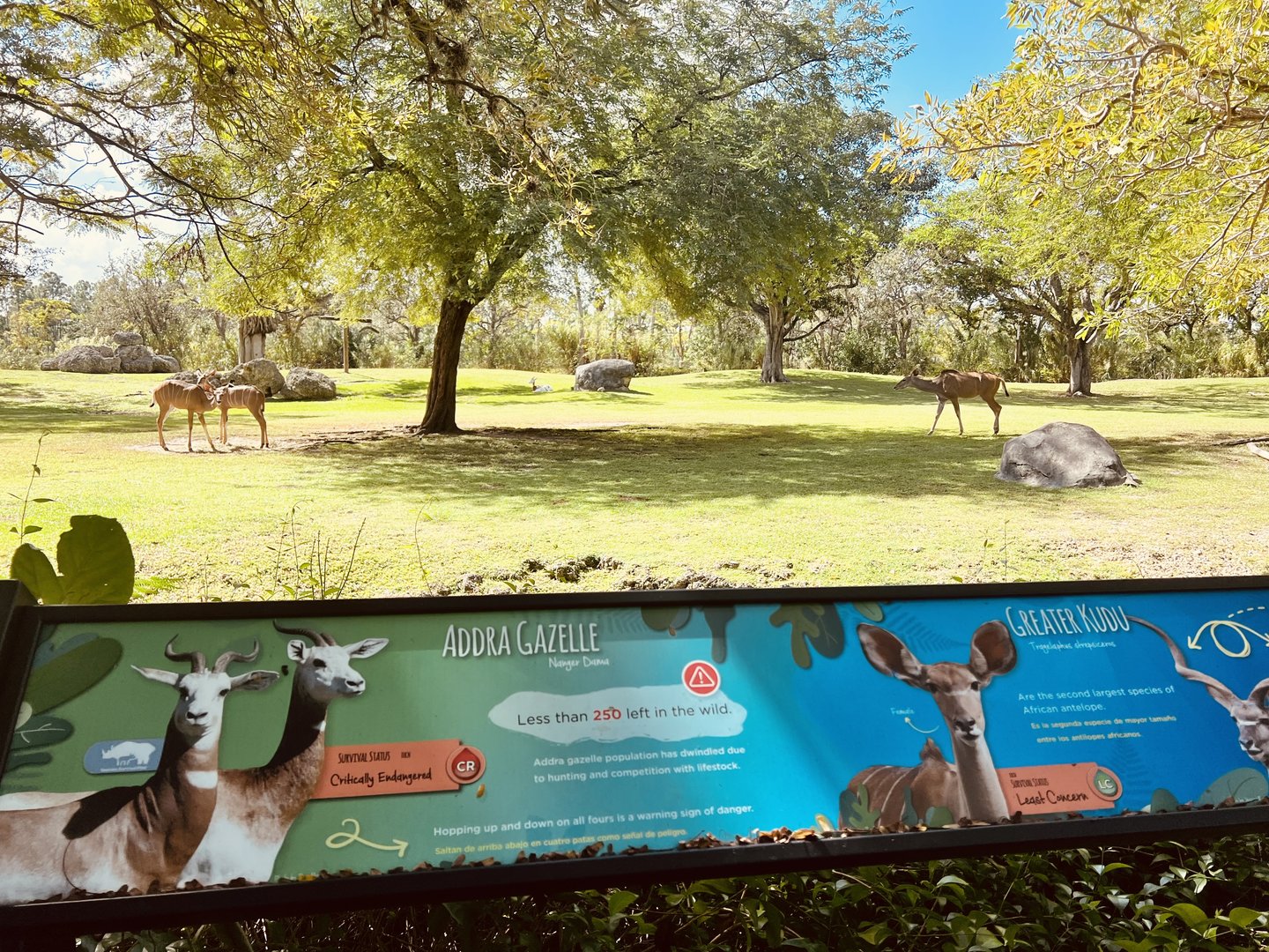 Addra Gazelle and Greater Kudu Exhibit