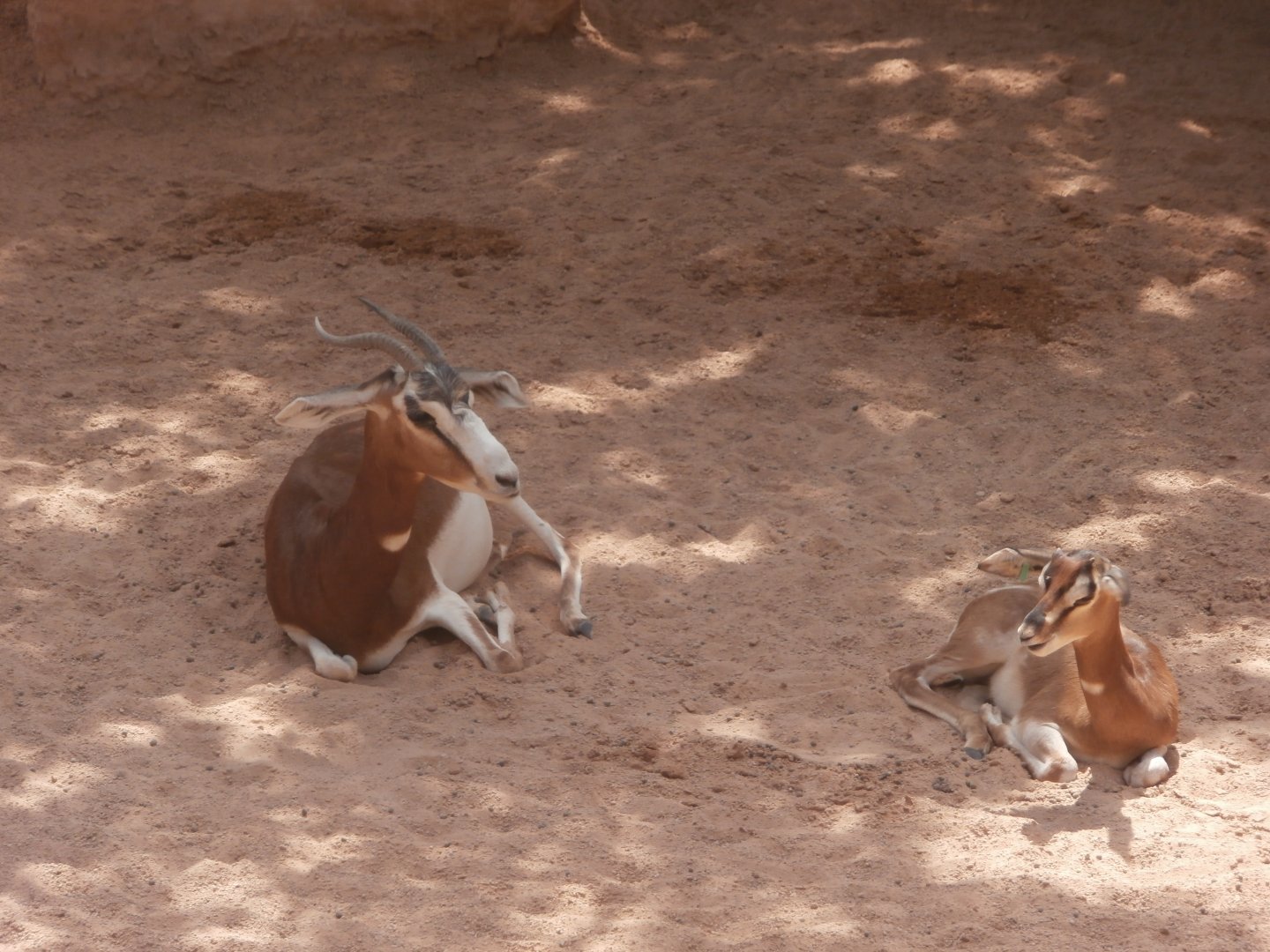 Addra gazelle -Bioparc Valencia (Summer 2017)