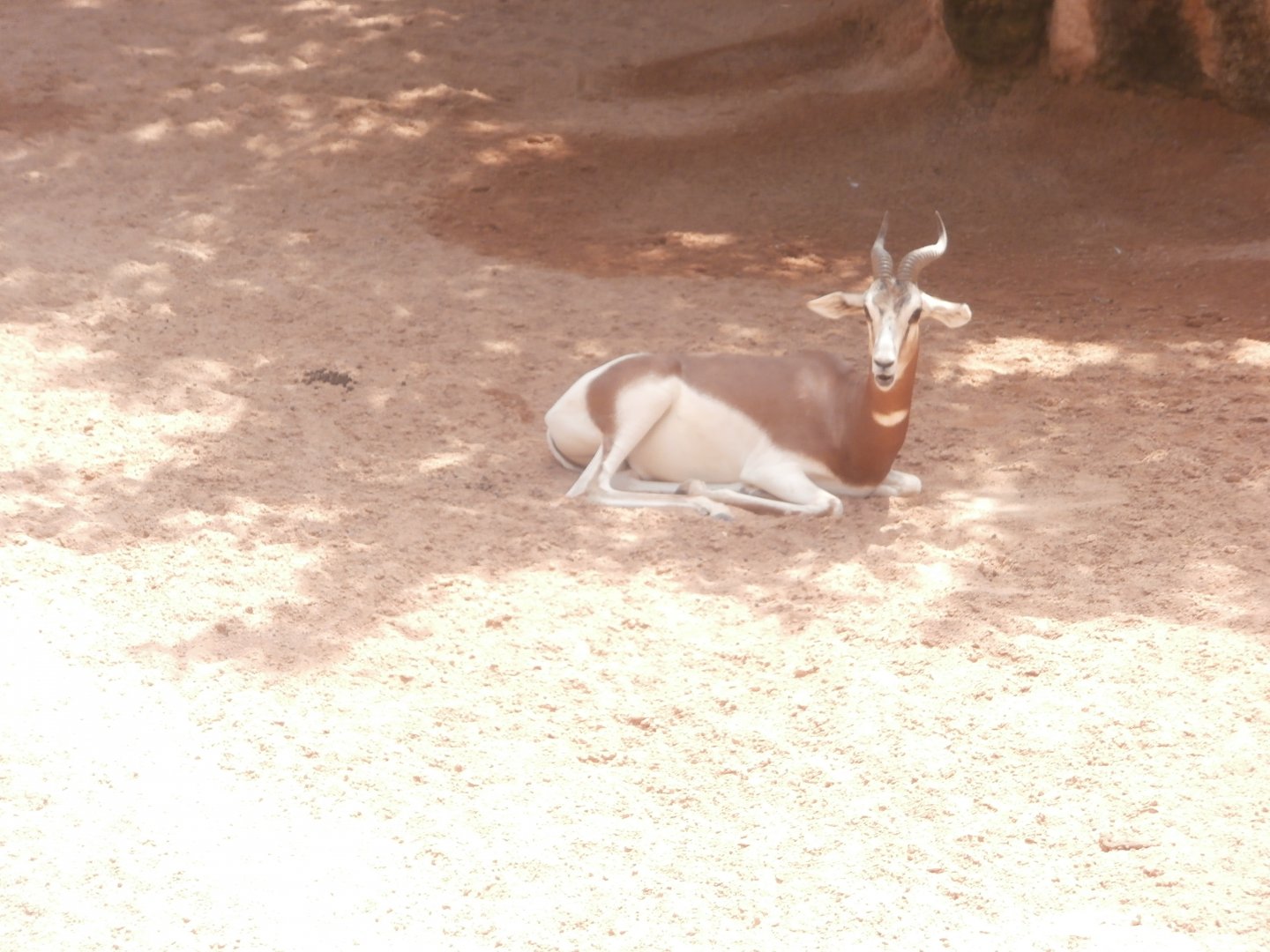 Addra gazelle -Bioparc Valencia (Summer 2017)