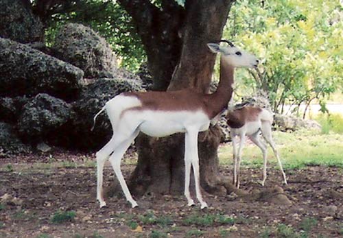 Addra Gazelle (Dama Gazelle)