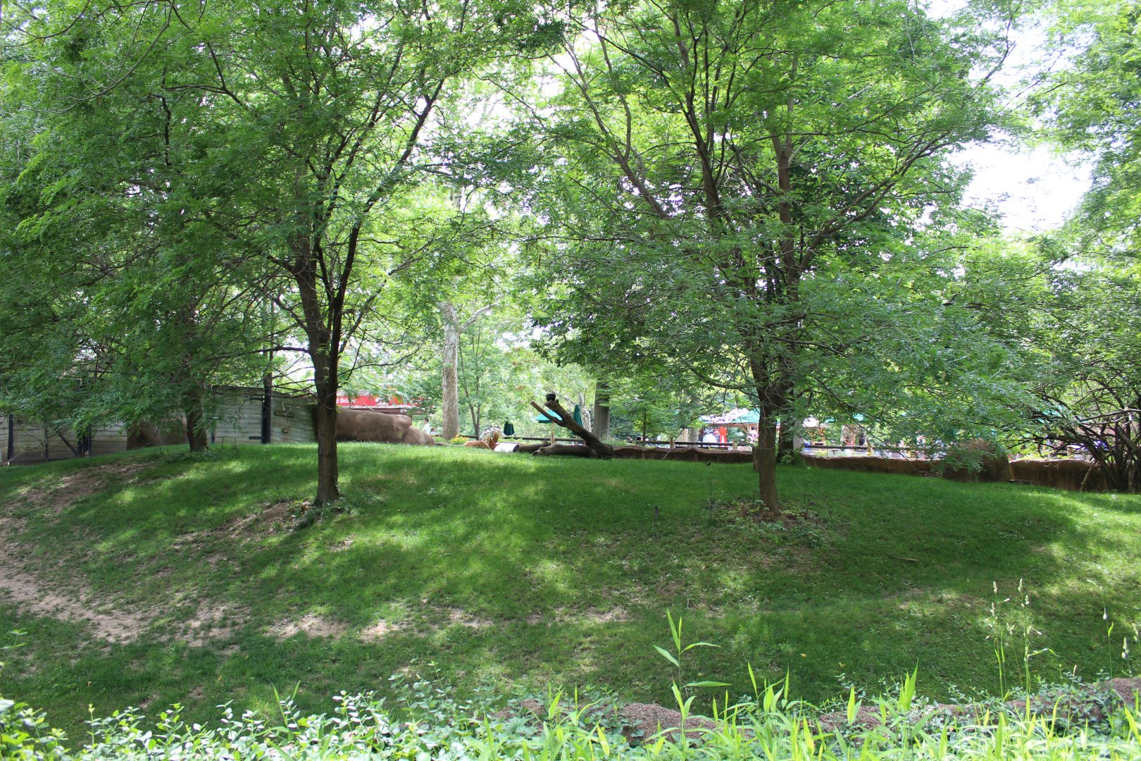 Addra Gazelle Exhibit - Red Rocks