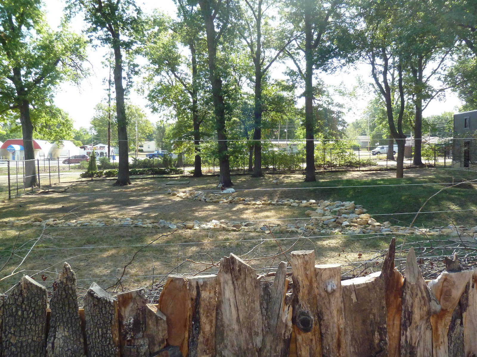 Addra Gazelle Exhibit