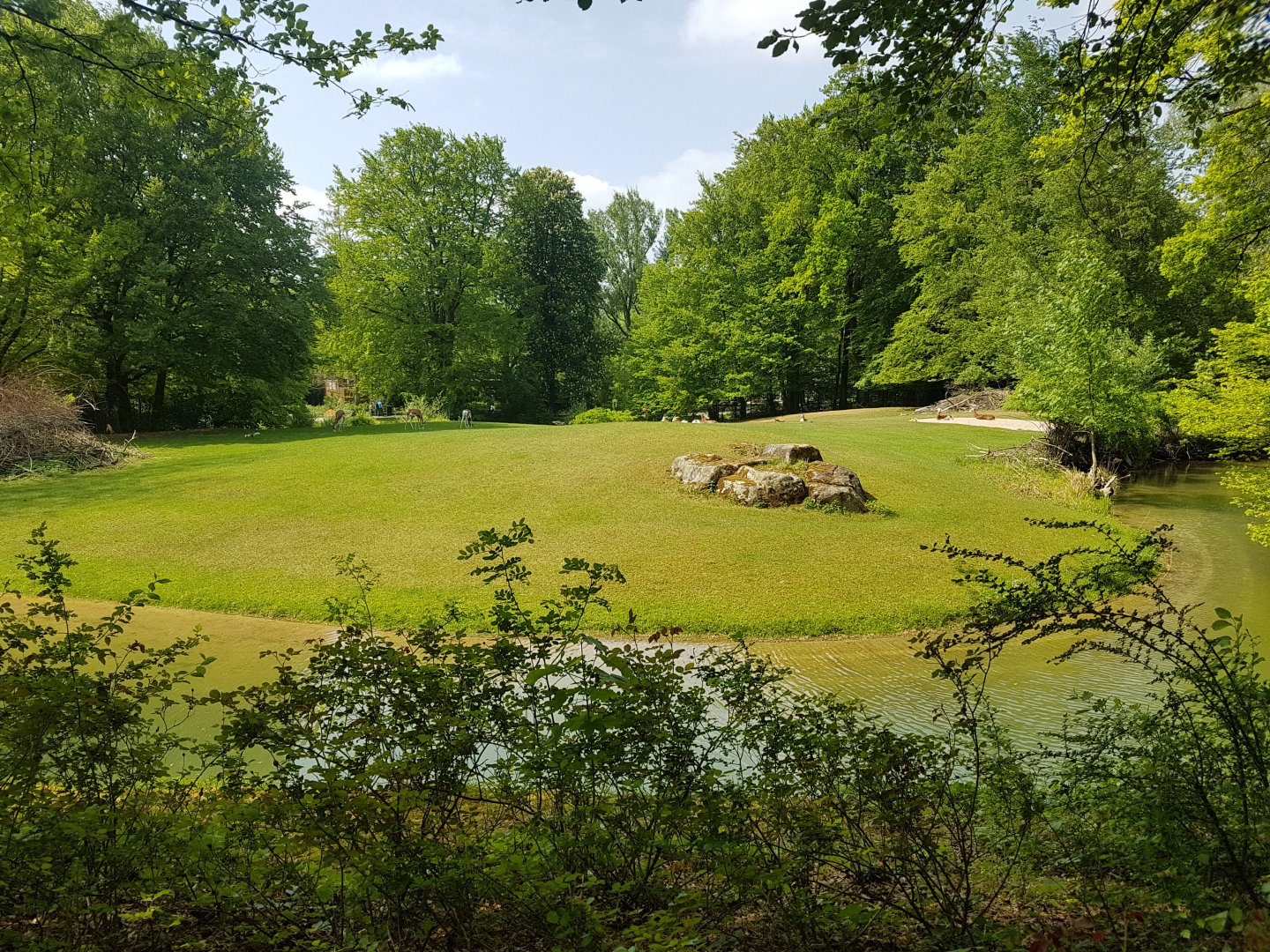 Addra Gazelle Exhibit