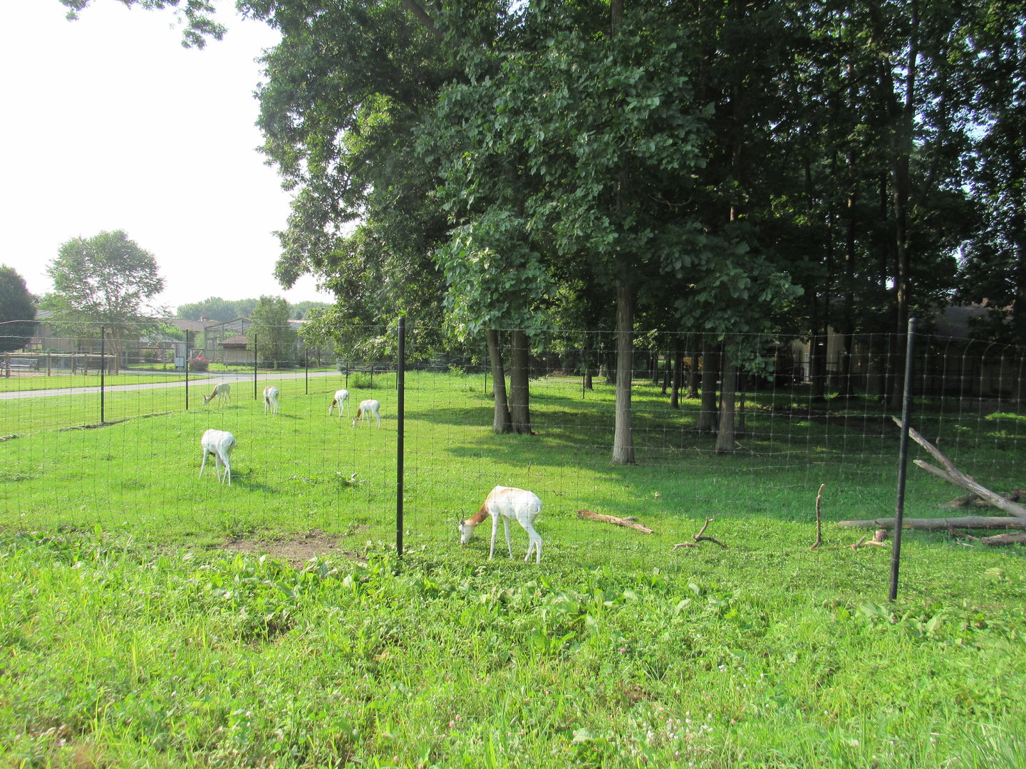 Addra Gazelle Exhibit