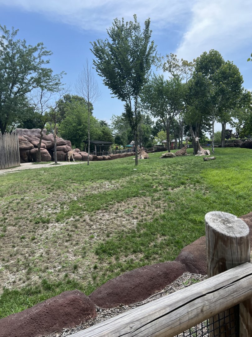 Addra Gazelle/Giraffe Exhibit