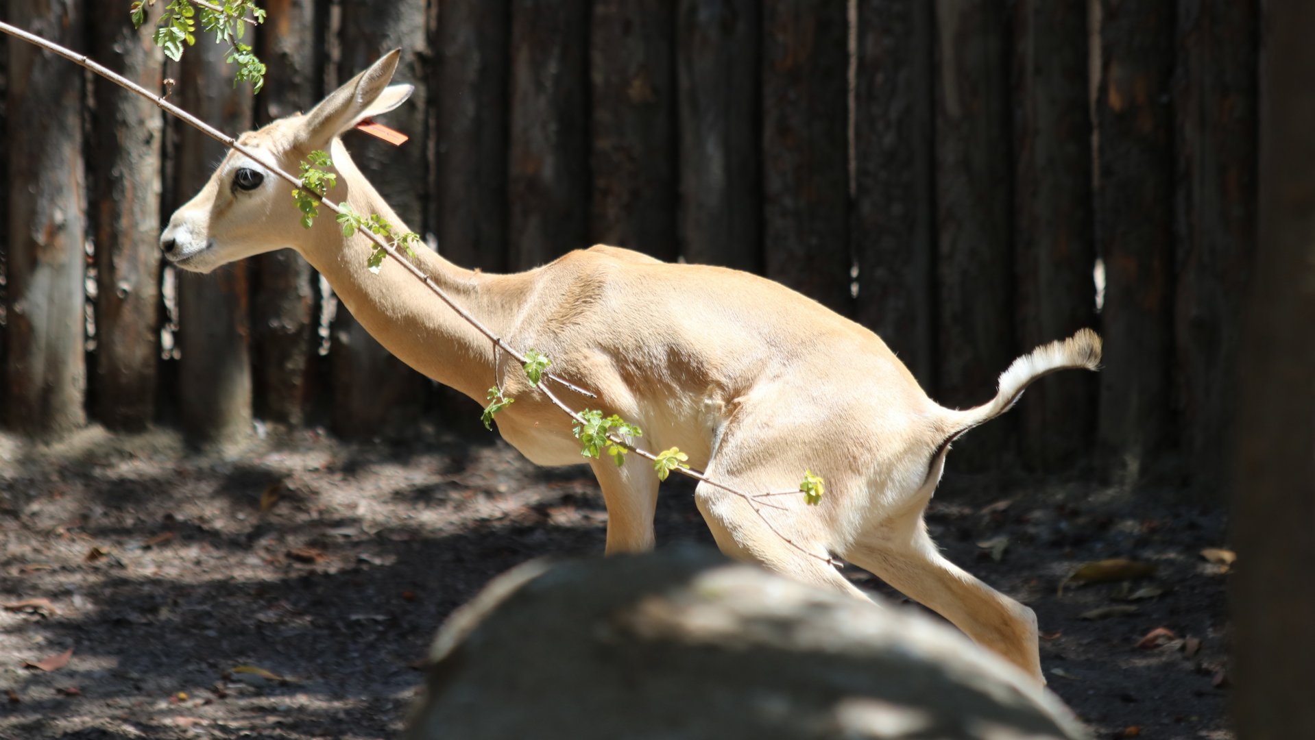 Addra Gazelle - in the Nairobi Walk Area